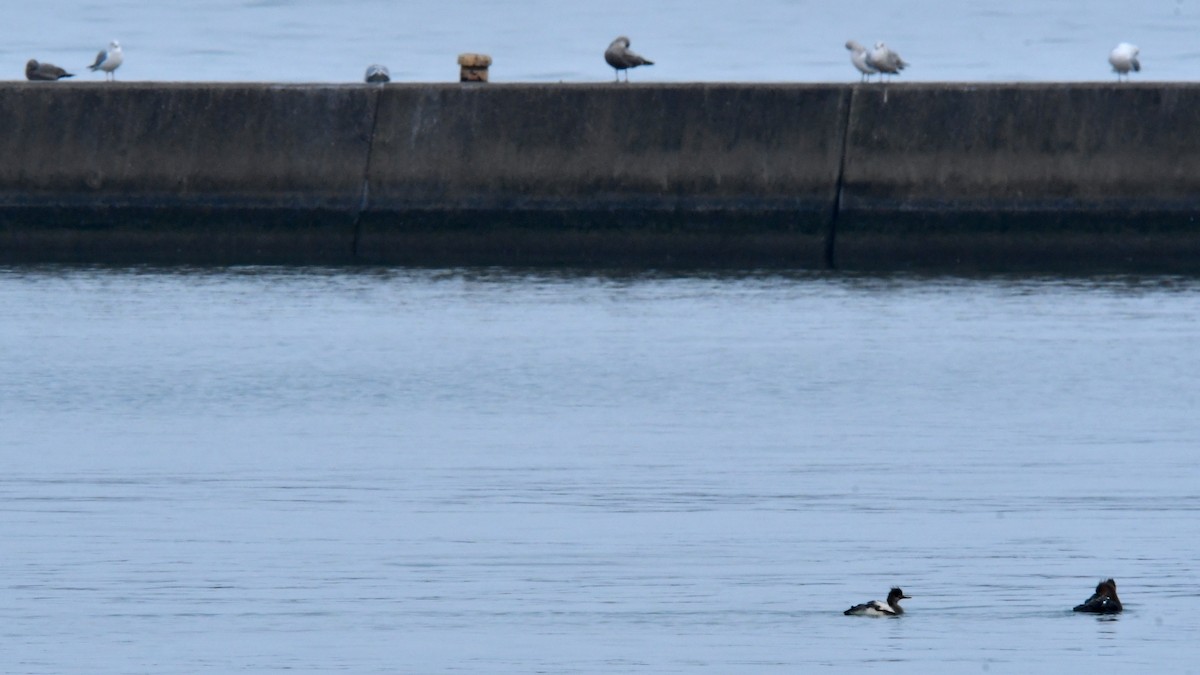 merganser sp. - ML293863971