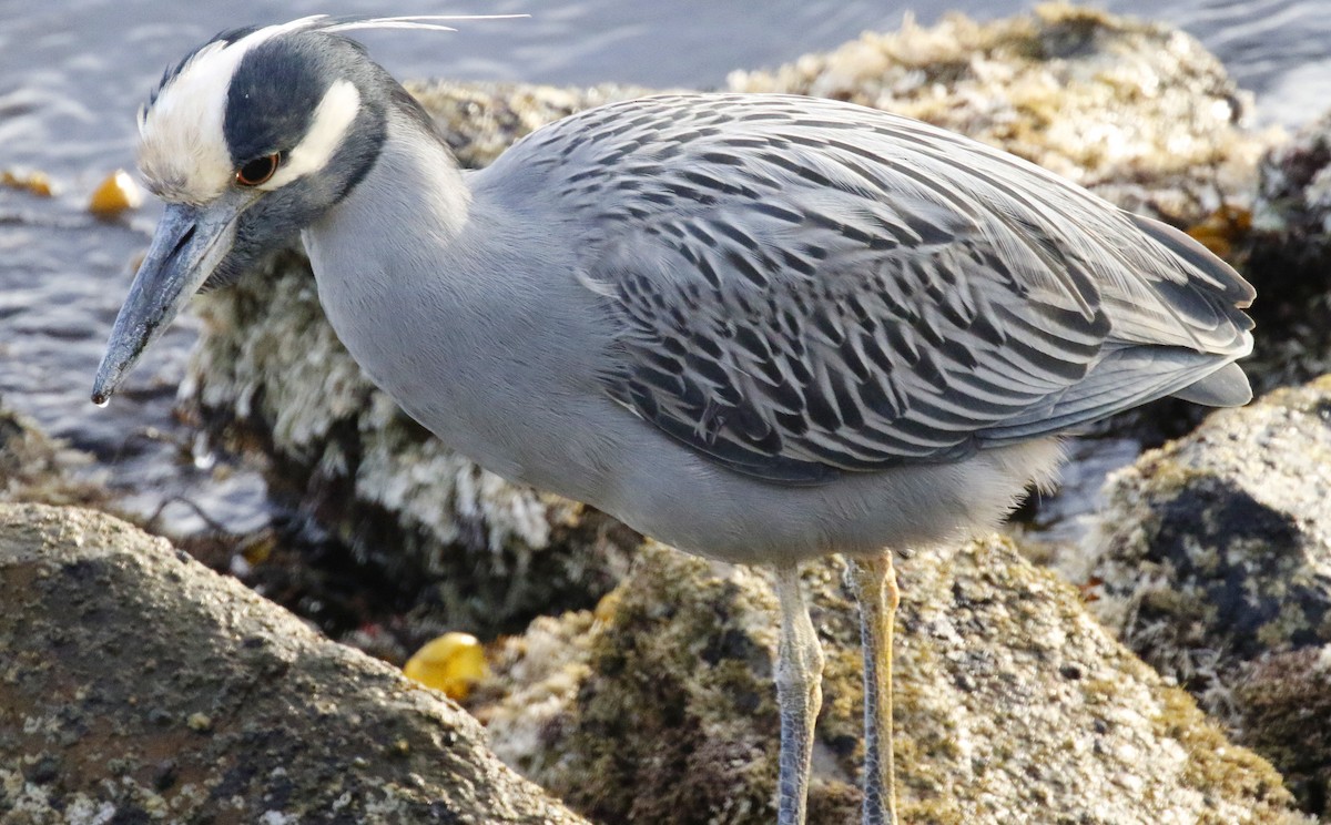 Yellow-crowned Night Heron - George Nothhelfer