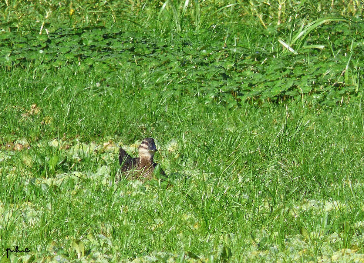 Masked Duck - ML293864831