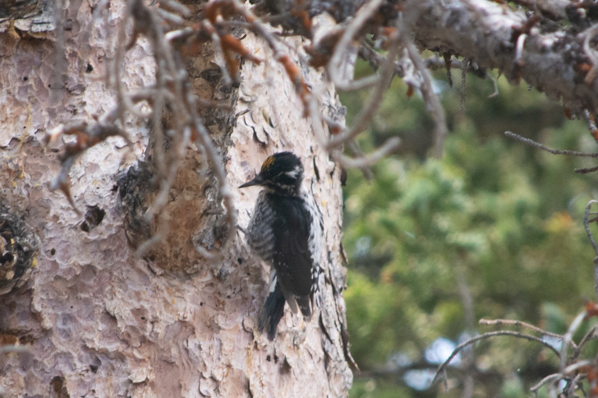 American Three-toed Woodpecker - ML293866221