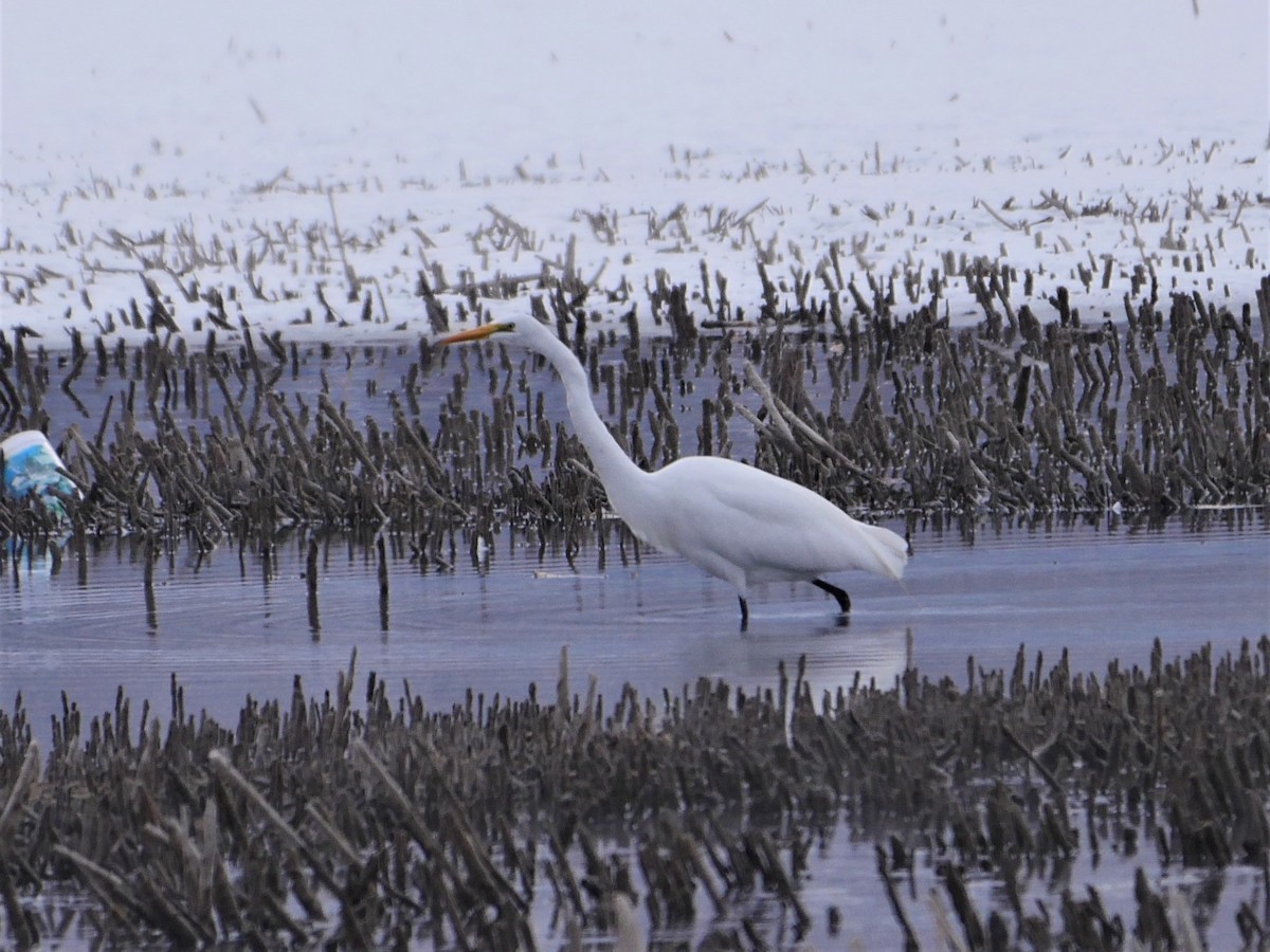 Great Egret - Mike Malmquist