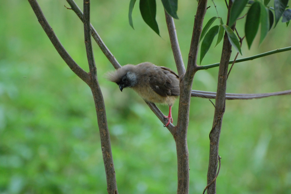 Speckled Mousebird - ML293867171