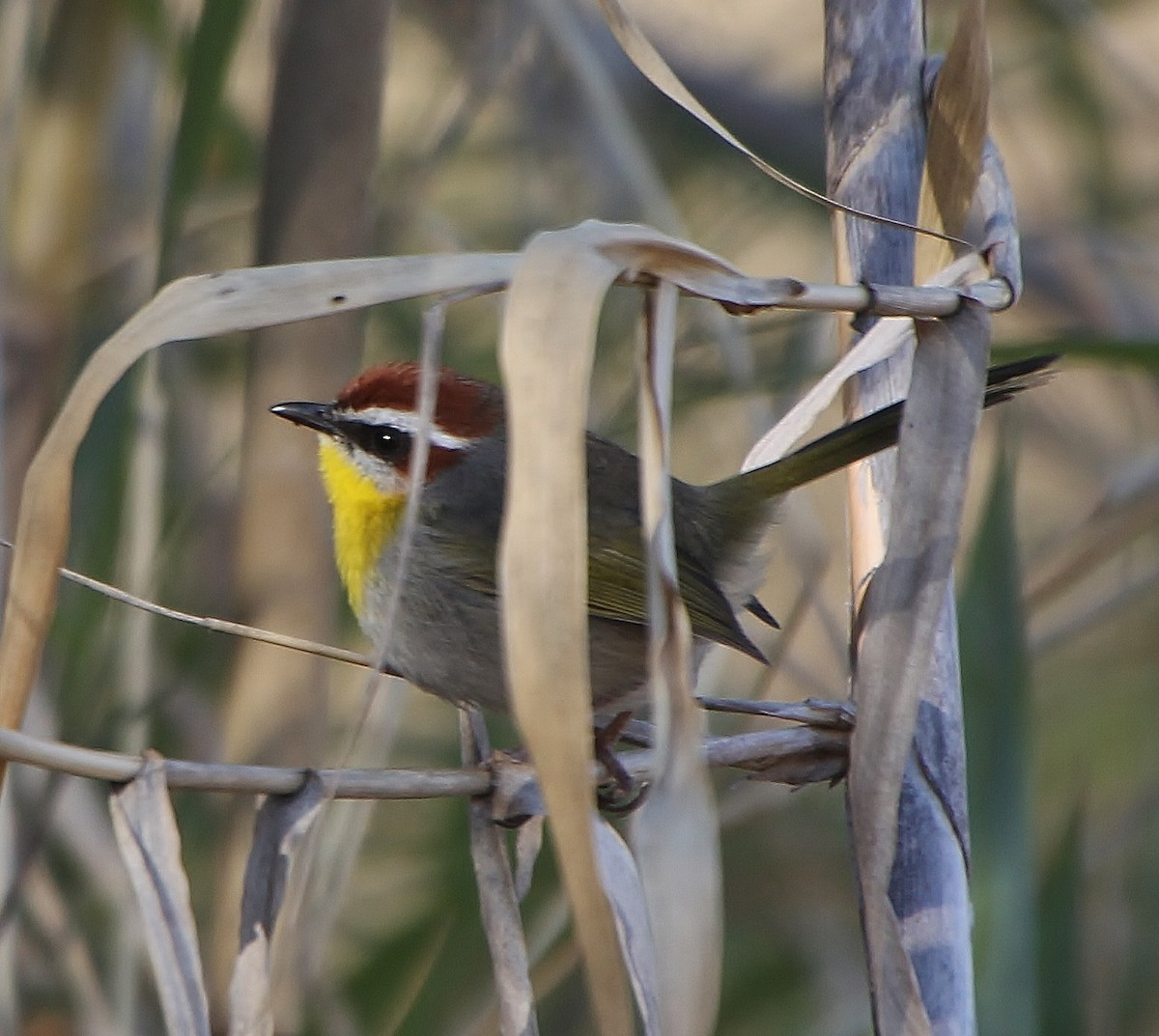 Rufous-capped Warbler - Tripp Davenport