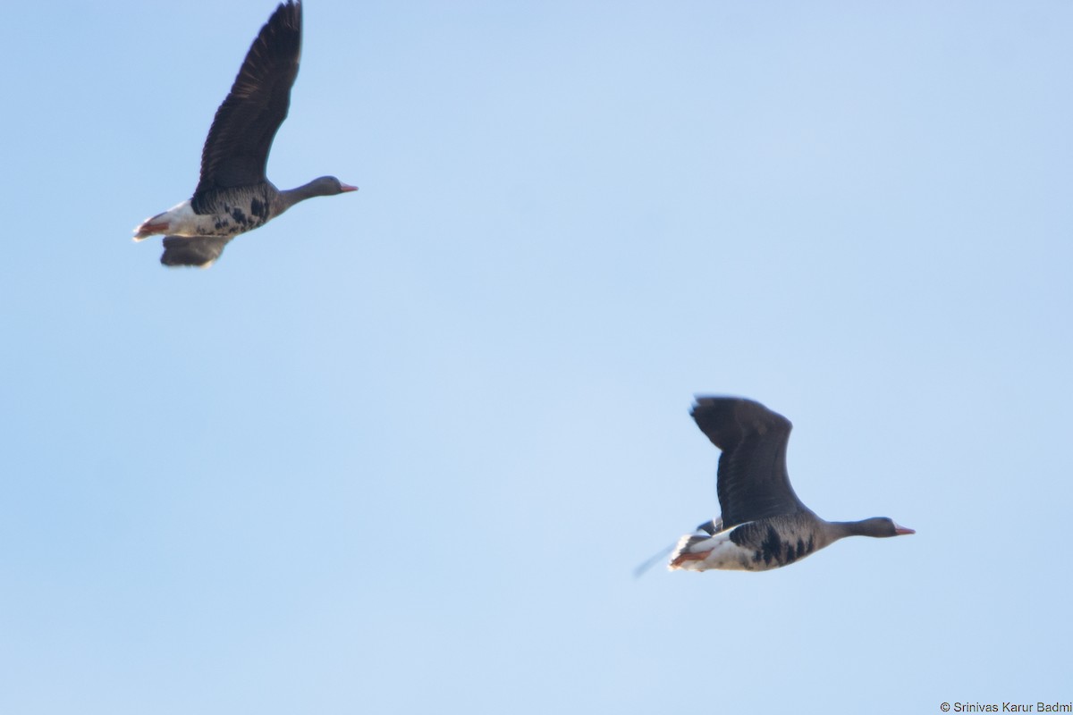 Greater White-fronted Goose - Srinivas Karur Badmi