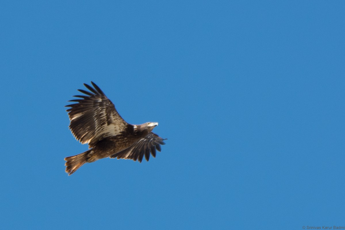Bald Eagle - ML293869191