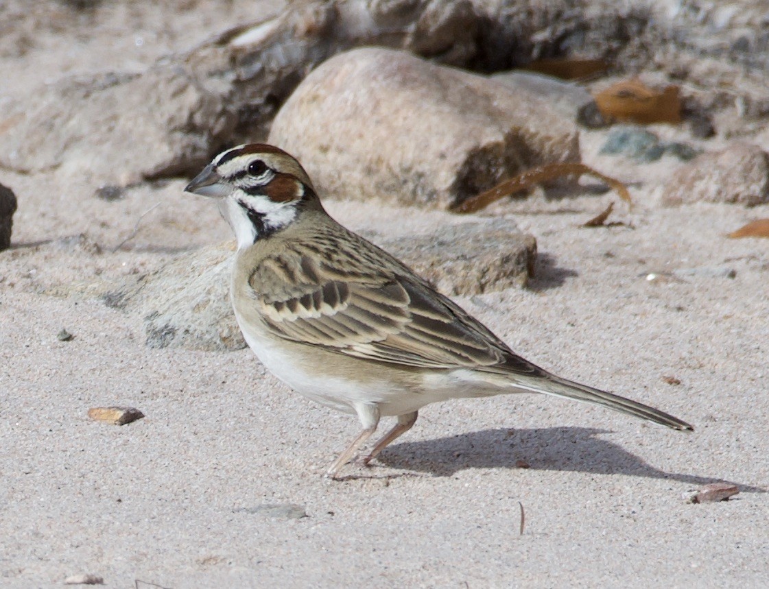 Lark Sparrow - william tyrer