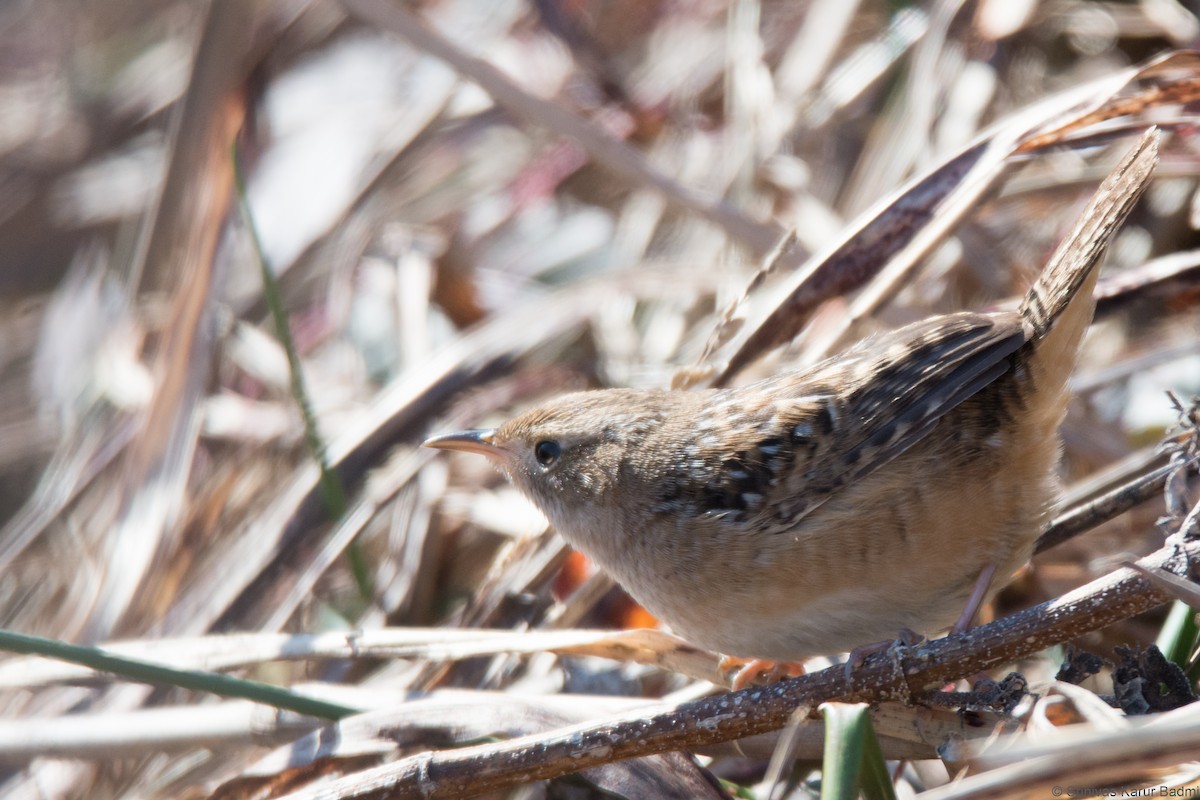 Sedge Wren - ML293869441