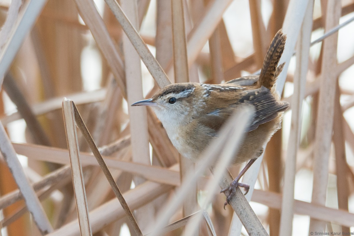 Marsh Wren - ML293869491