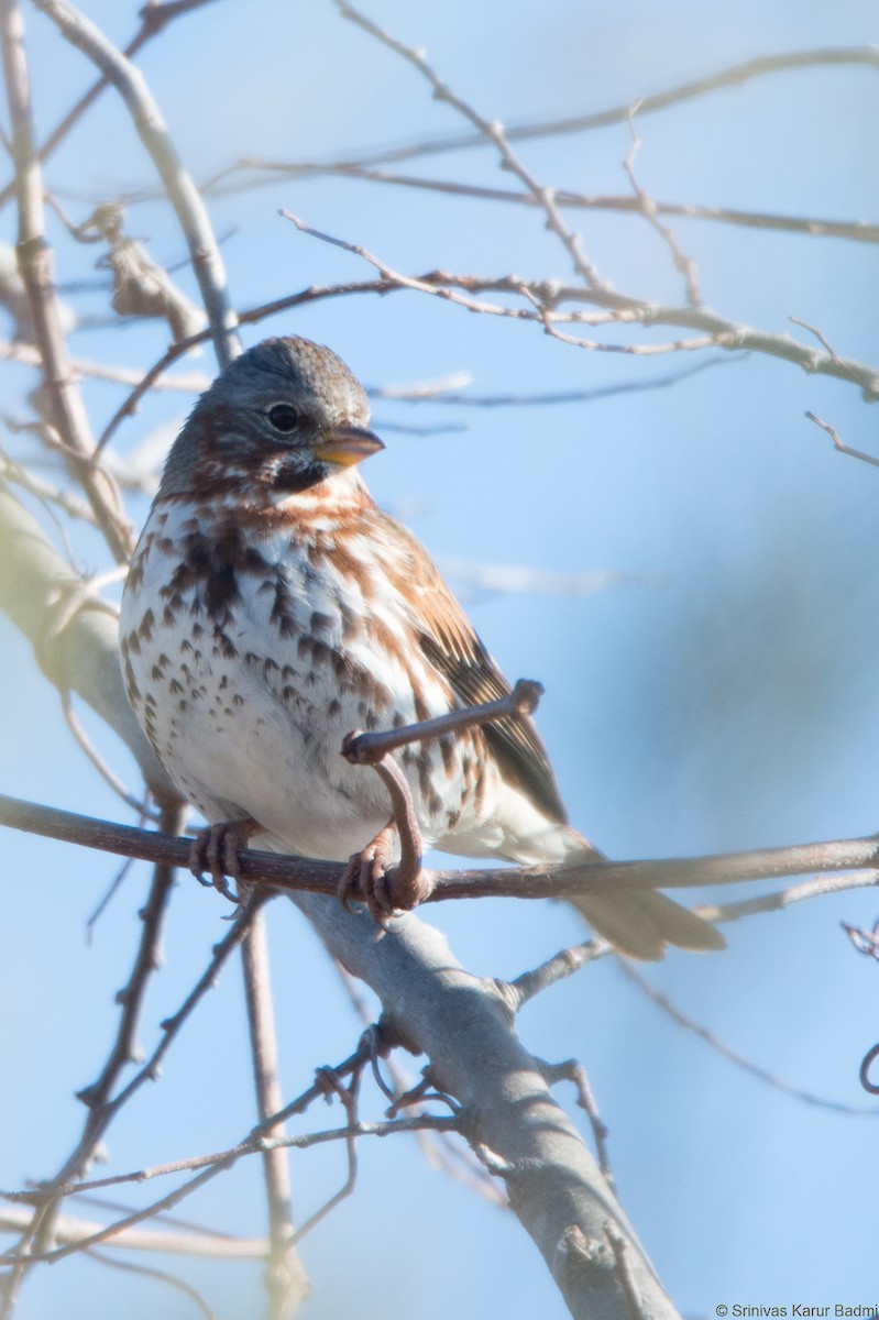 Fox Sparrow - ML293869541
