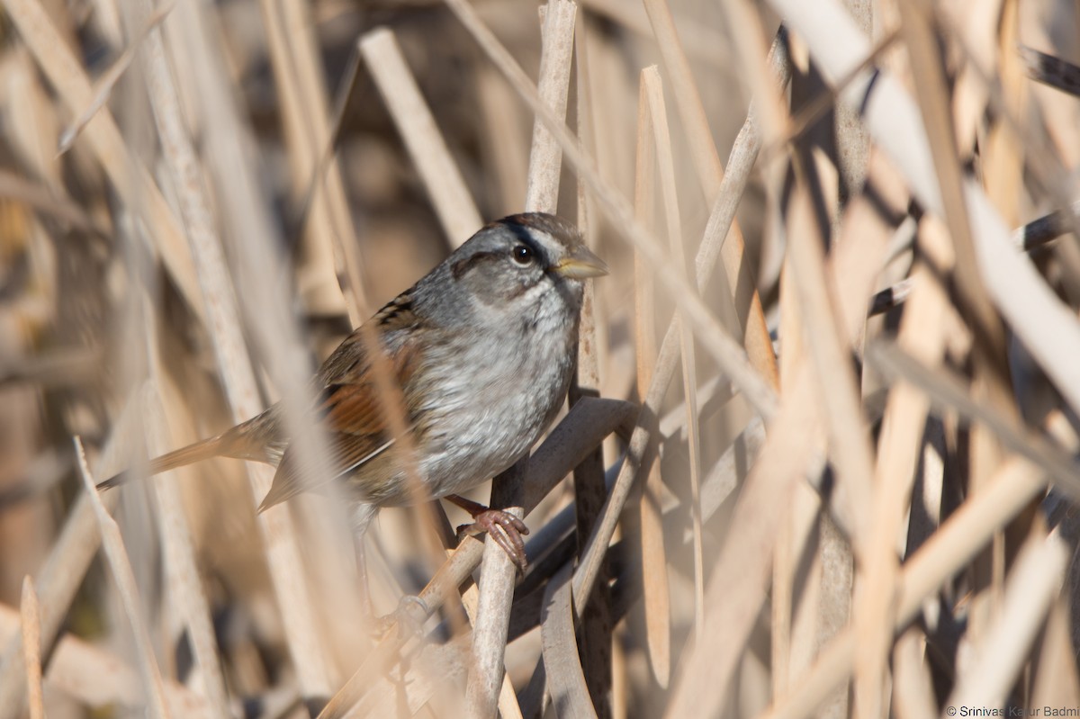 Swamp Sparrow - ML293869661