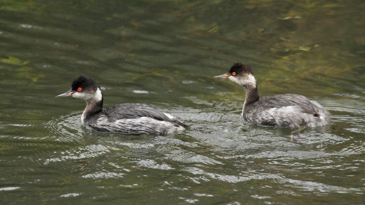 Eared Grebe - ML293869691