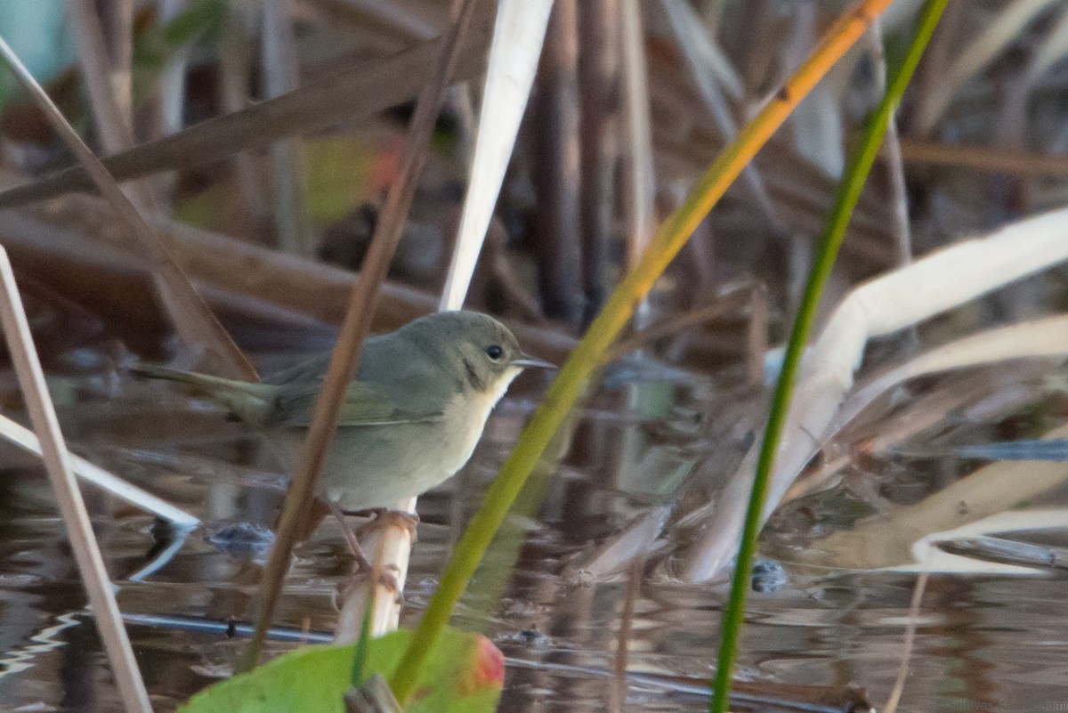 Common Yellowthroat - ML293869761