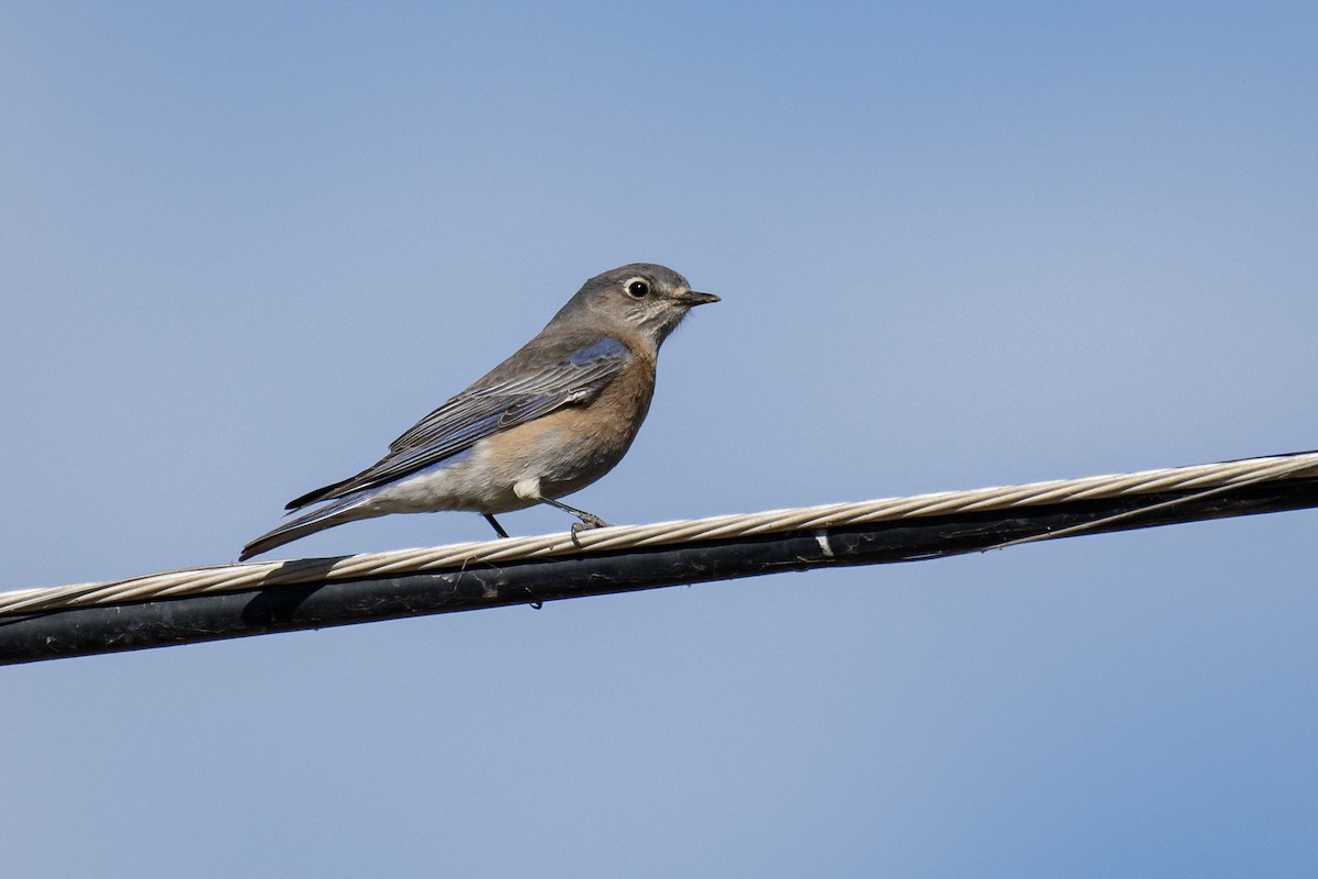 Western Bluebird - ML293871041