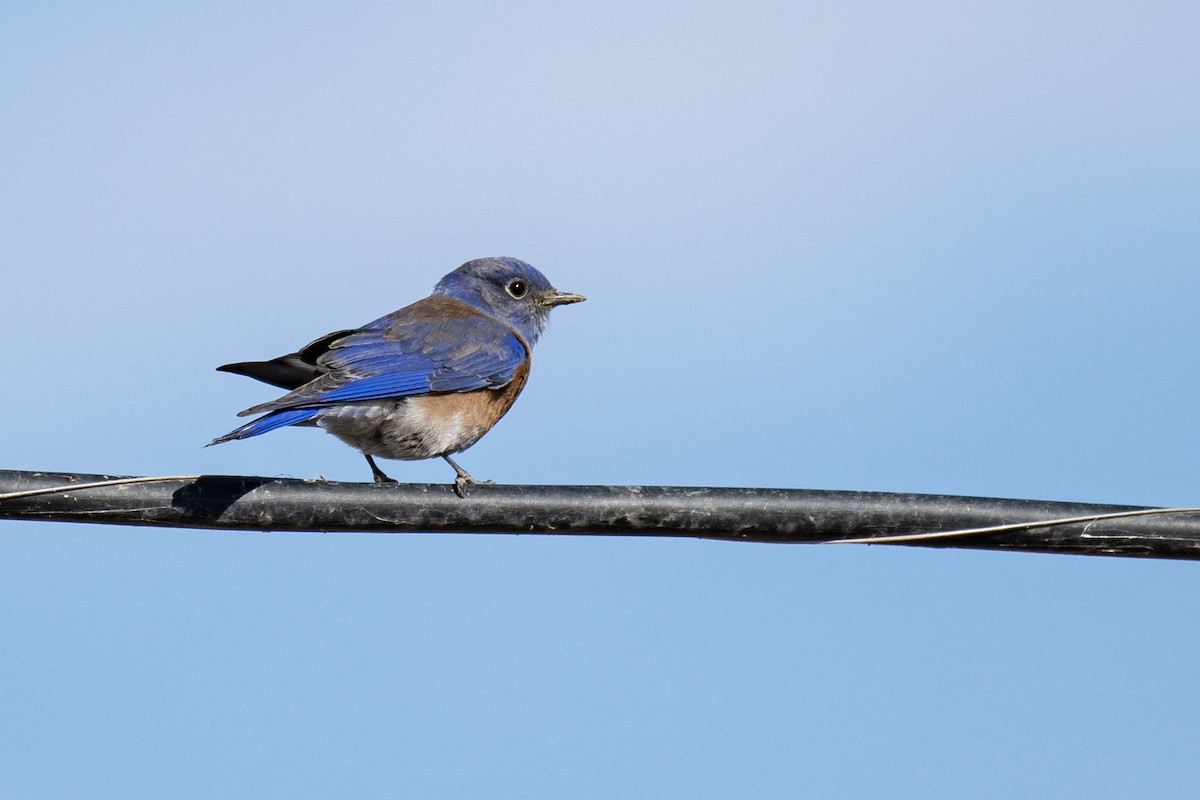 Western Bluebird - ML293871471