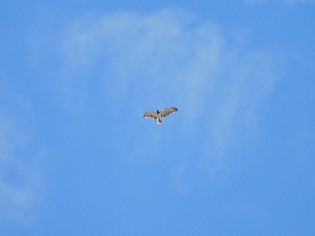 Black-chested Snake-Eagle - ML29387231