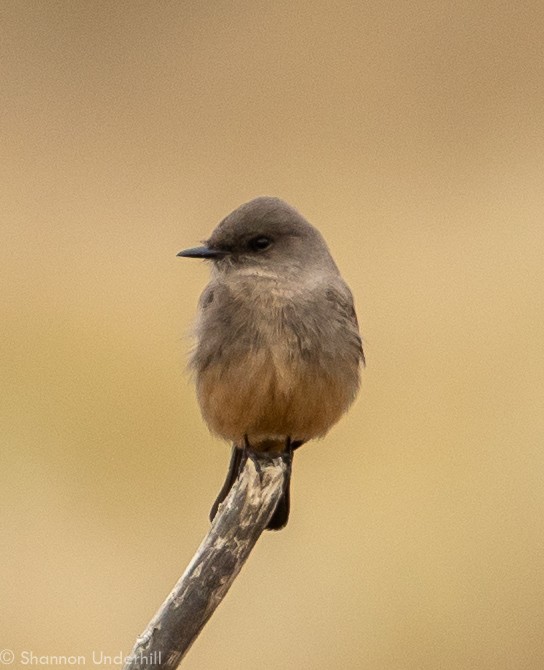 Say's Phoebe - Shannon Underhill