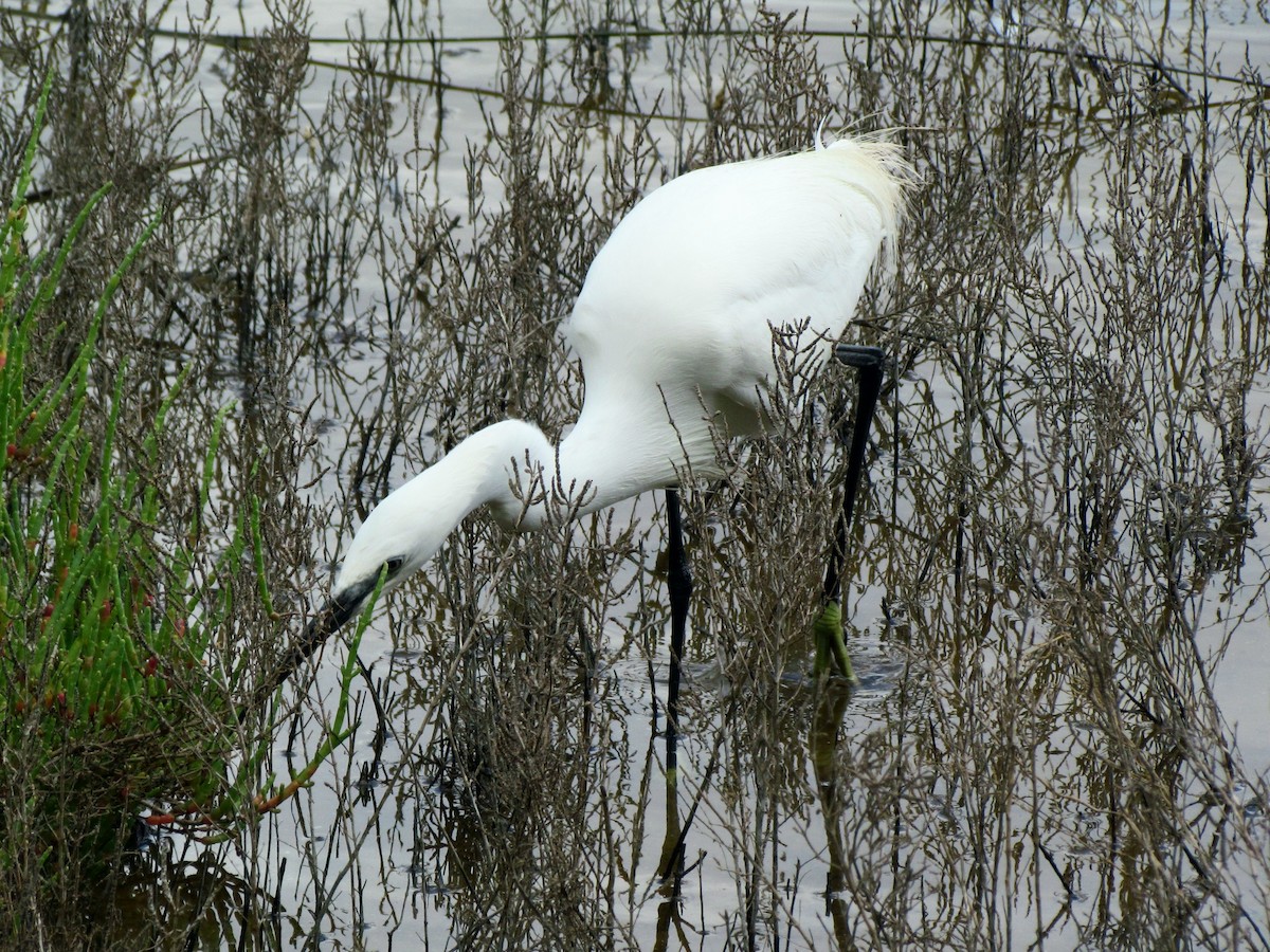 Little Egret - Bruce Kerr