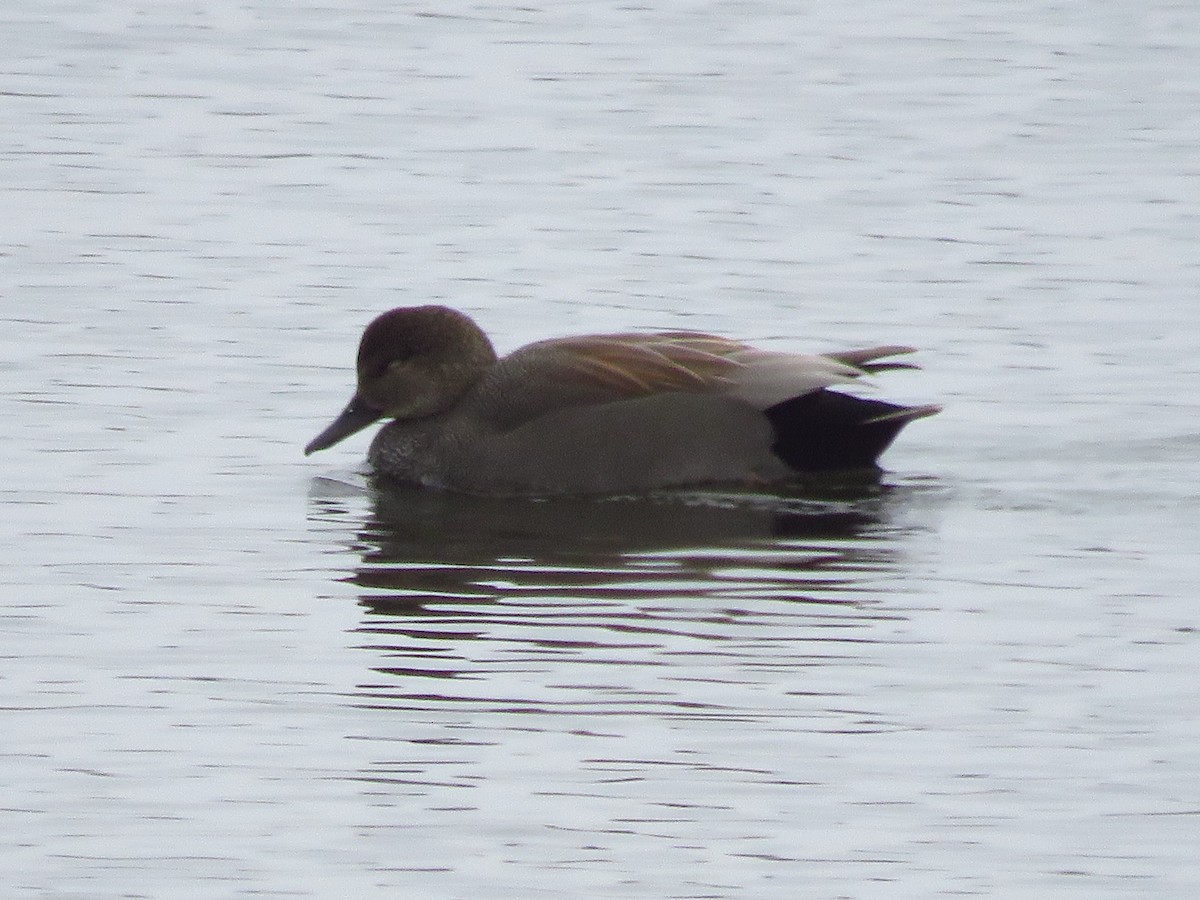 Gadwall - Chris Barrigar