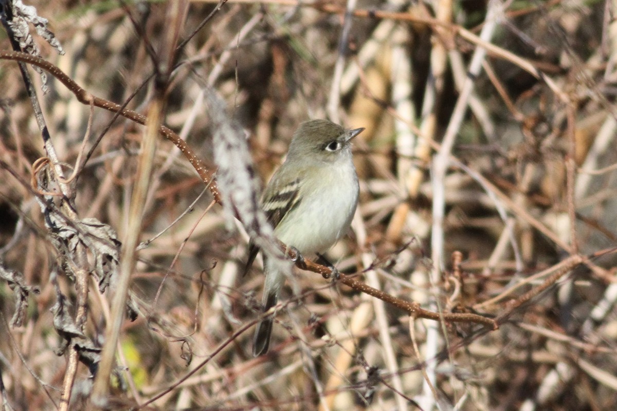 Least Flycatcher - ML293875301