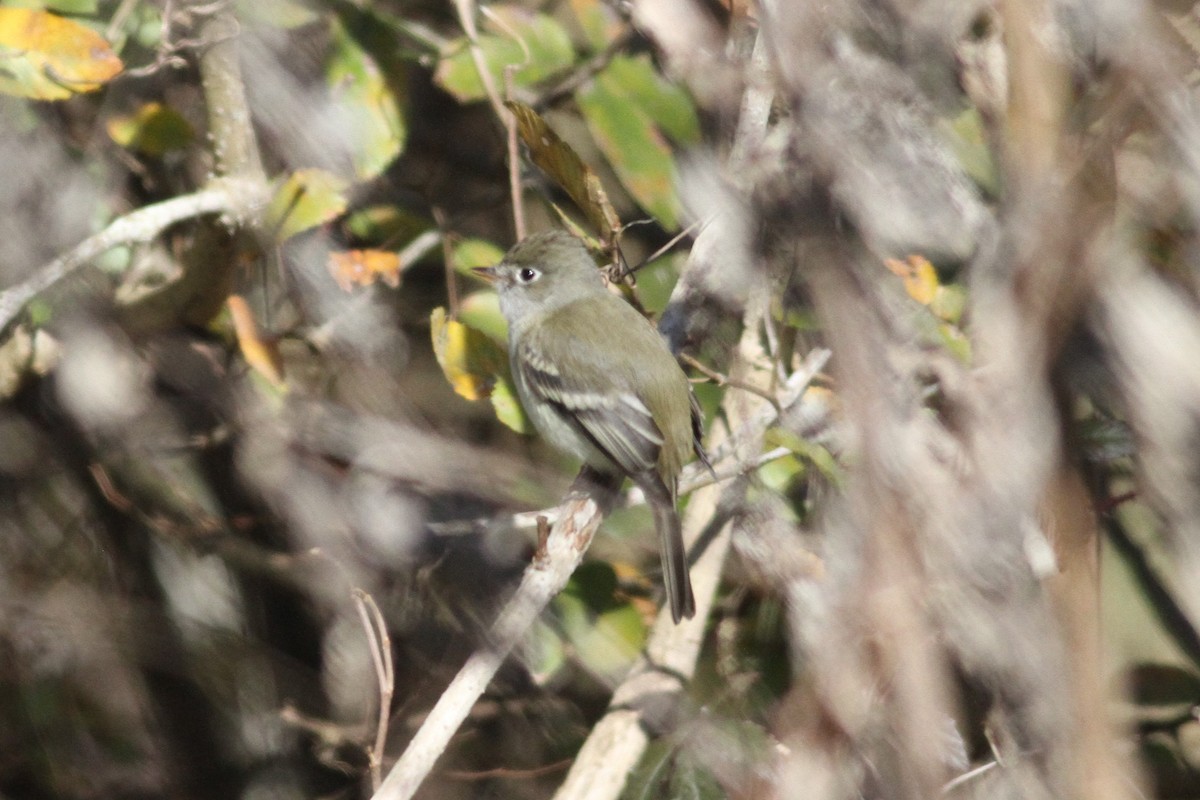 Least Flycatcher - ML293875311