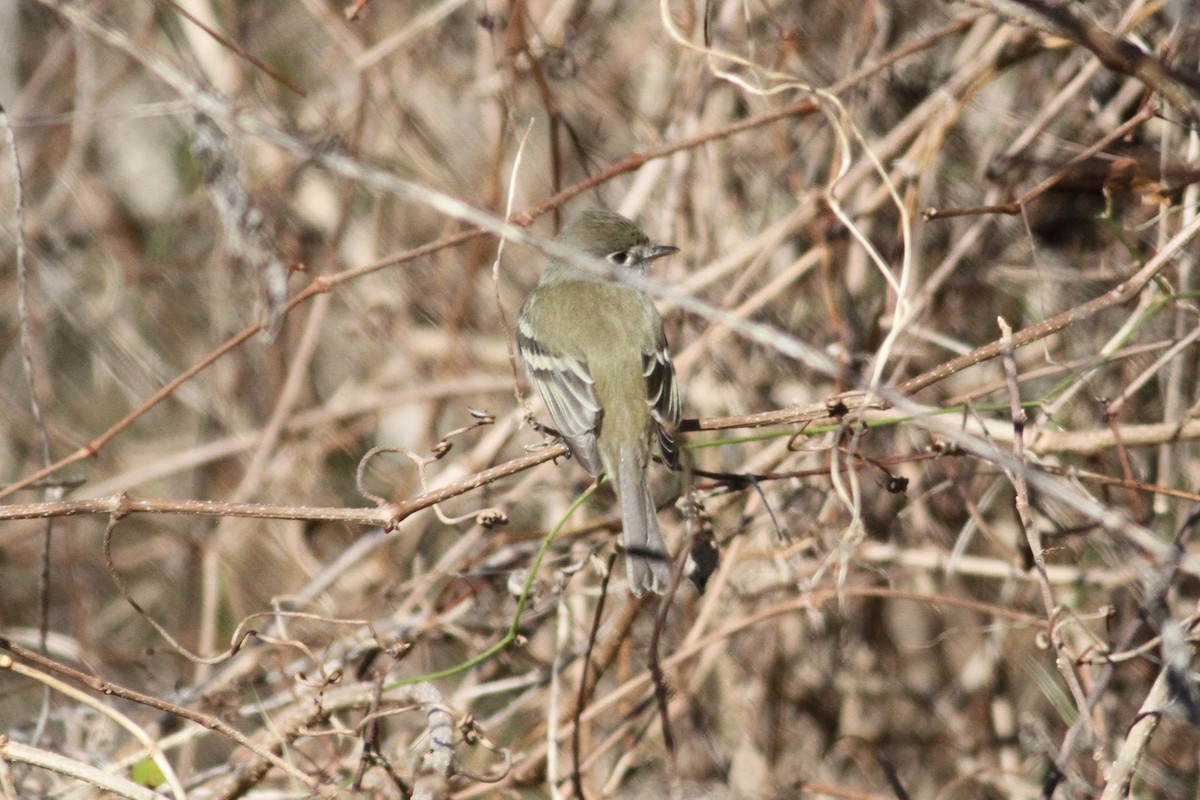 Least Flycatcher - ML293875341