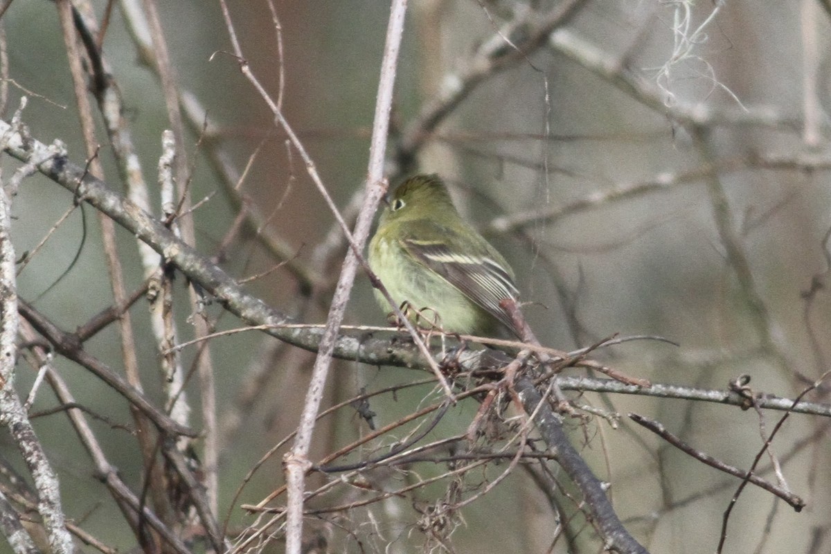 Western Flycatcher - ML293875391