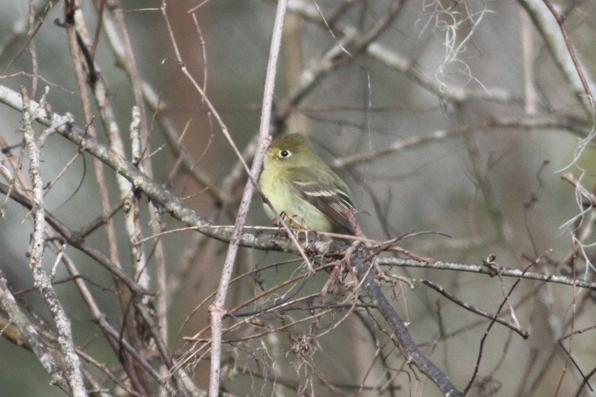 Western Flycatcher - ML293875411