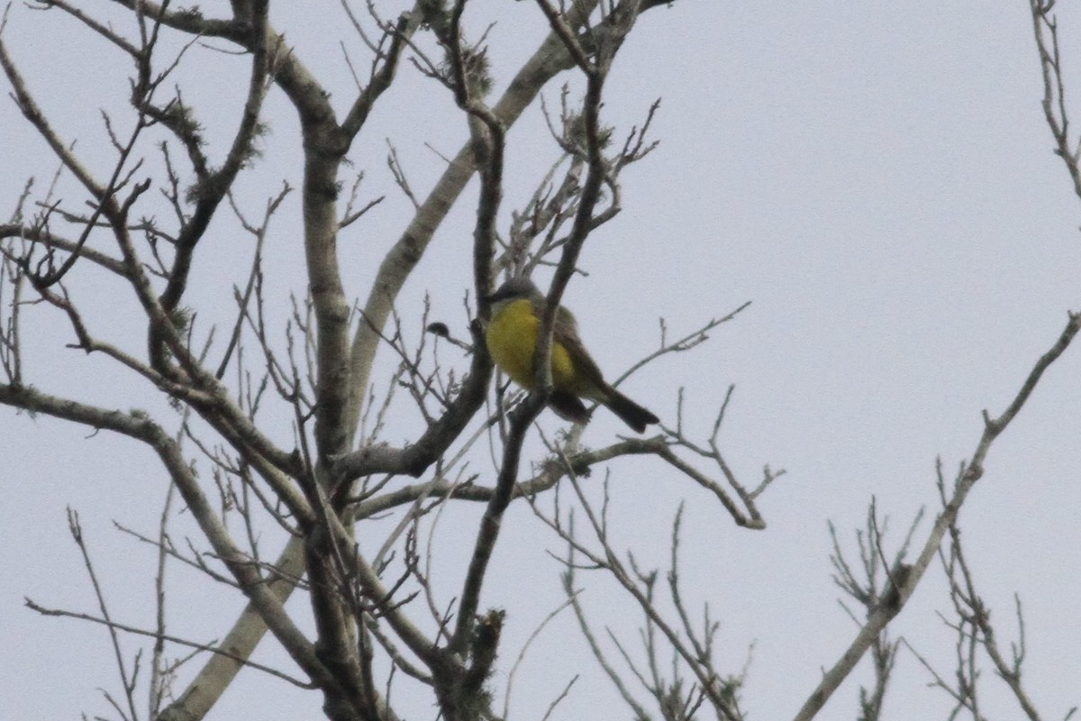 Couch's Kingbird - ML293875441