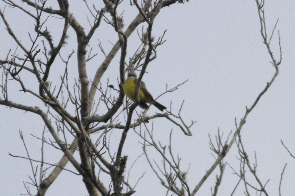 Couch's Kingbird - ML293875451