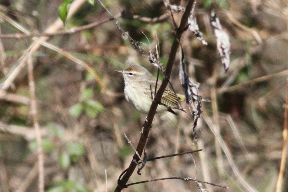 Palm Warbler - ML293875631