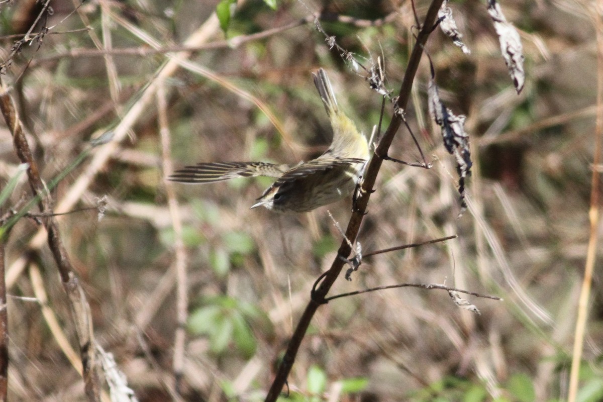 Palm Warbler - ML293875641