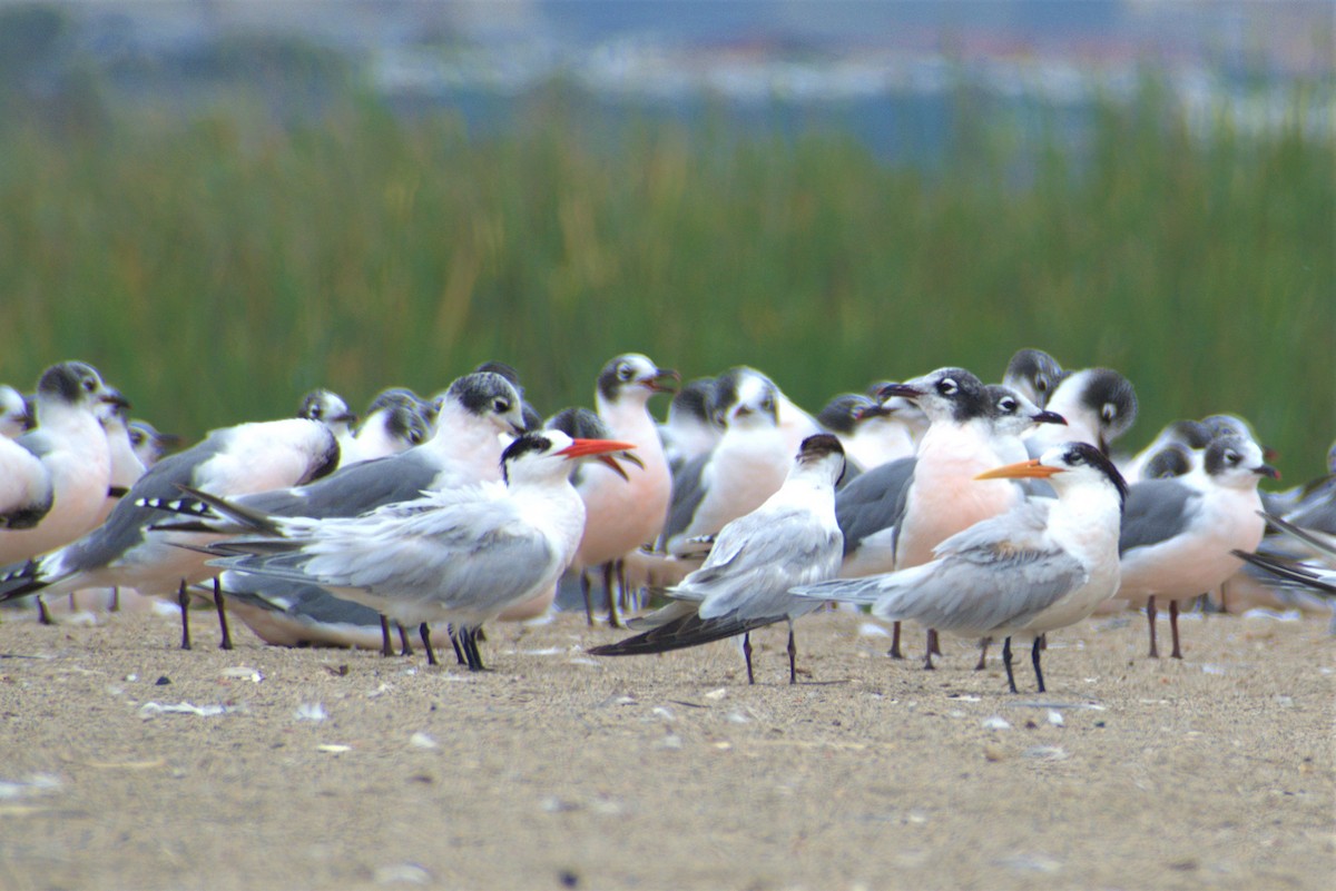 Elegant Tern - Ricardo Carrillo