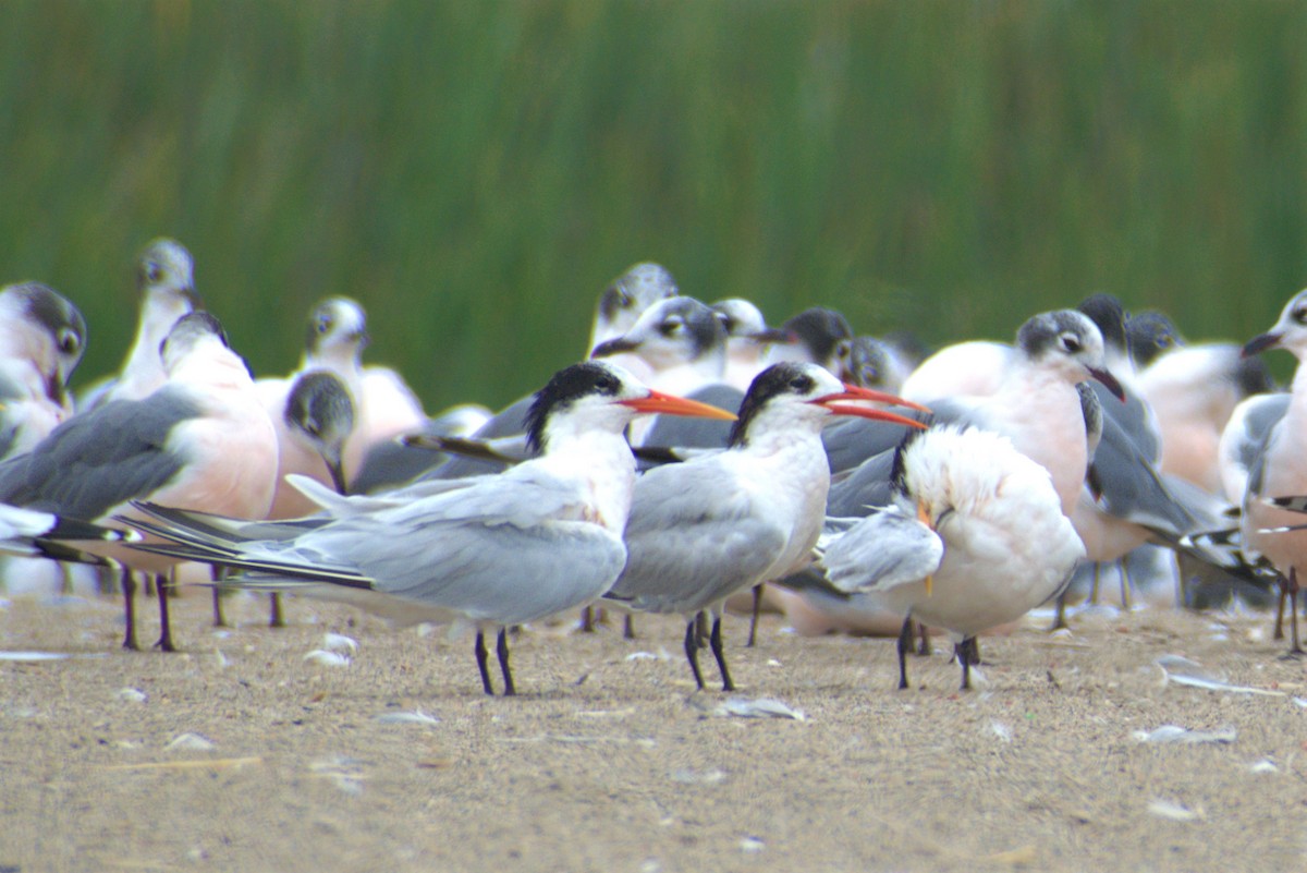 Elegant Tern - ML293876701