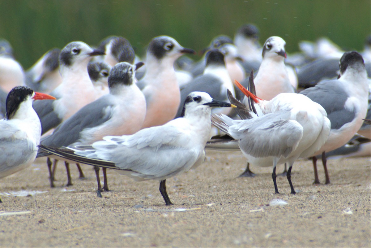 Sandwich Tern - ML293876881