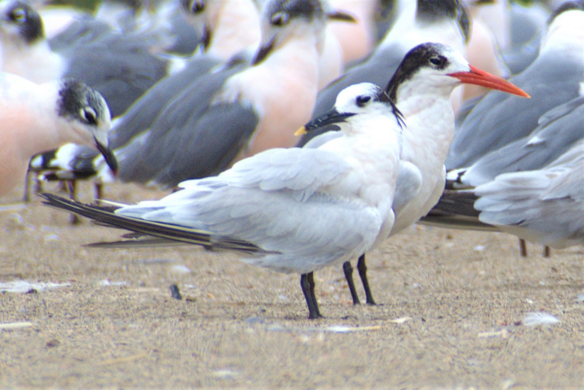 Sandwich Tern - ML293876891