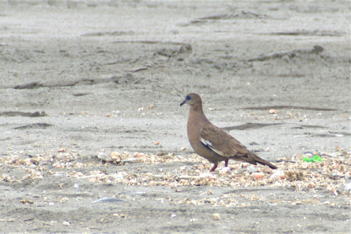 West Peruvian Dove - ML293876941