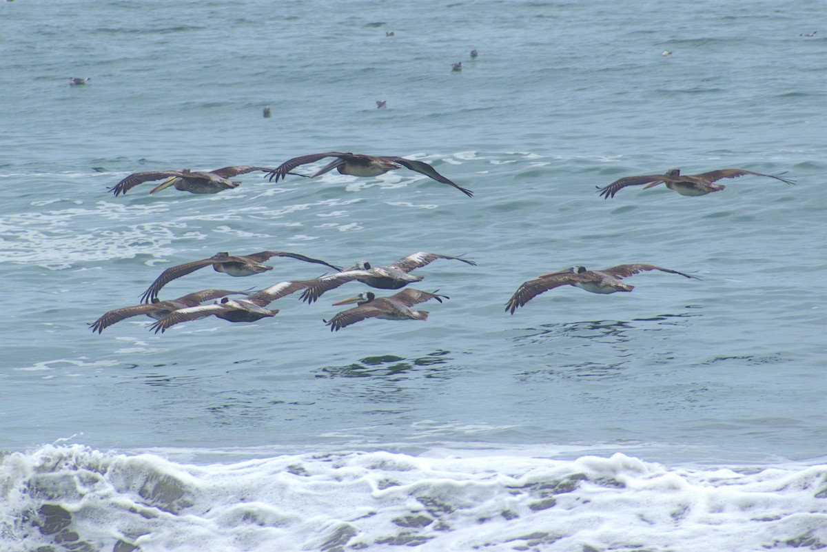 Peruvian Pelican - ML293876991