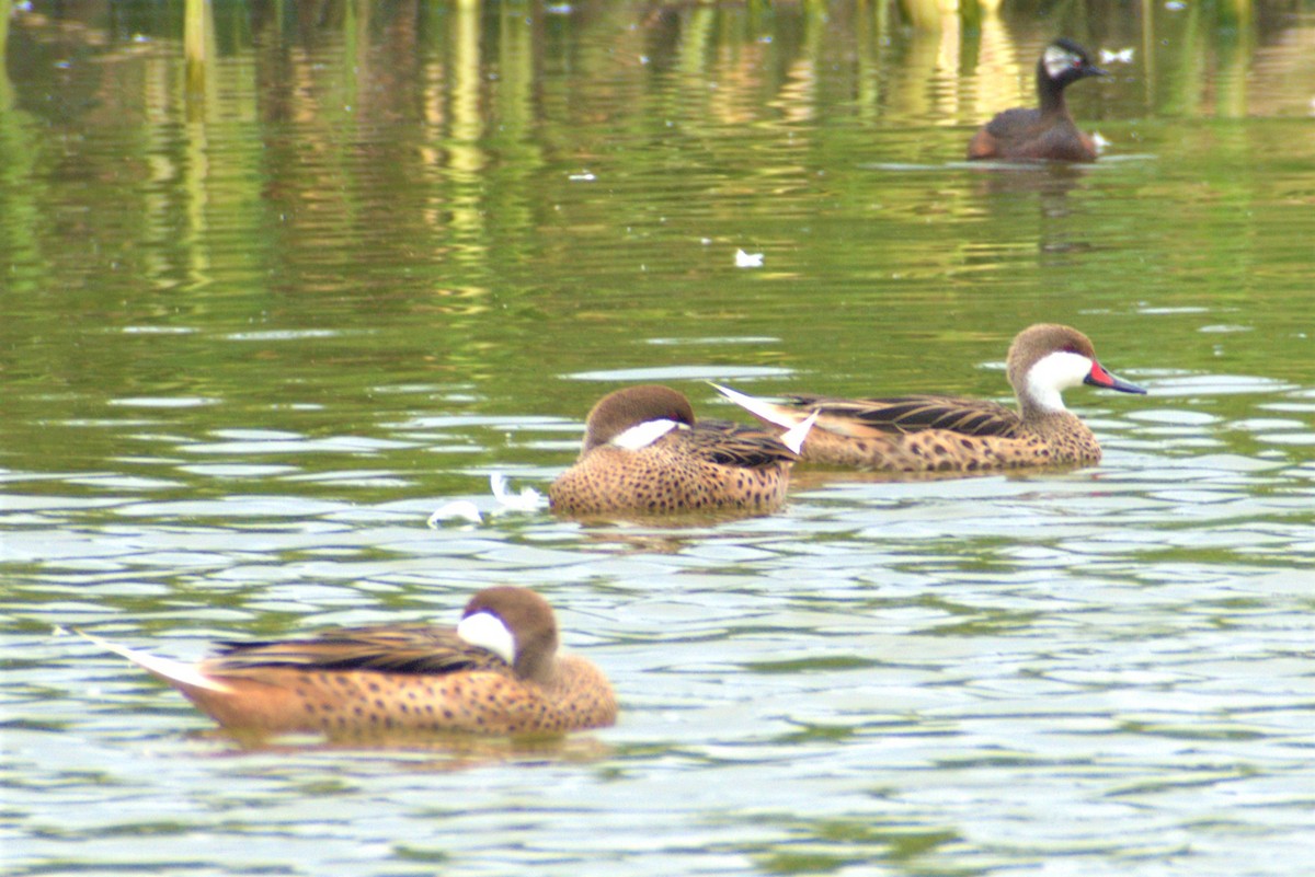 White-cheeked Pintail - ML293877181