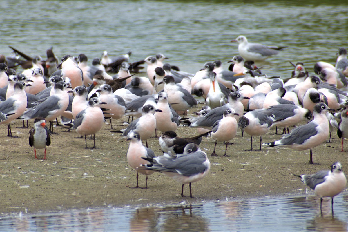 Franklin's Gull - ML293877291