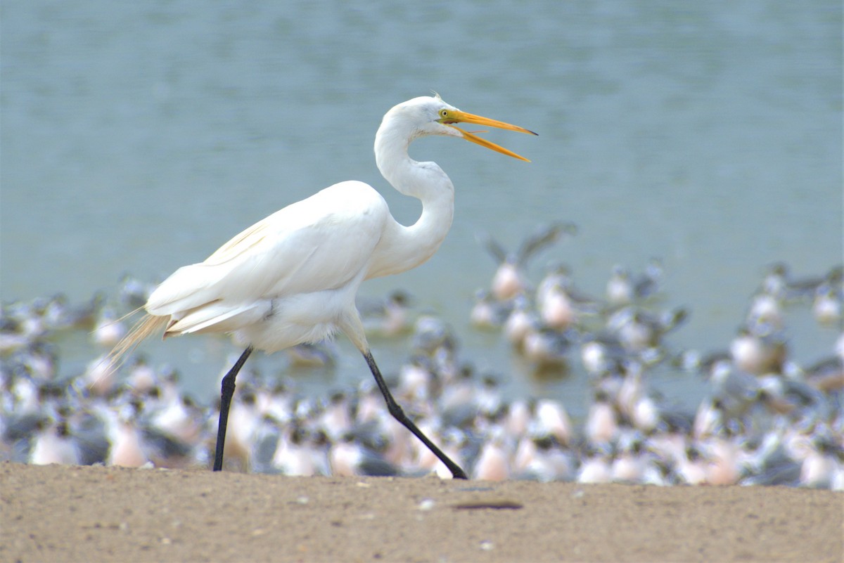 Great Egret - ML293877651