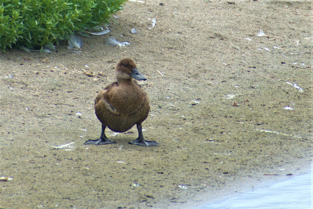 Andean Duck - ML293877671