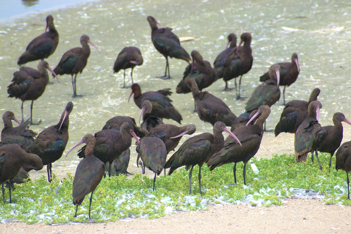 Puna Ibis - ML293877871