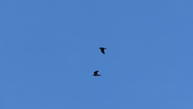 Common Raven - ML293879141