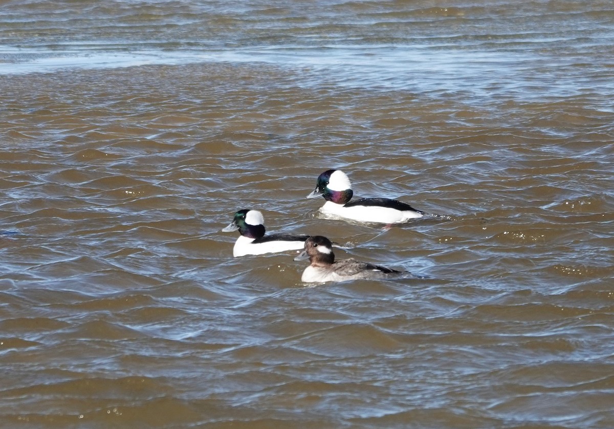 Bufflehead - ML293879571