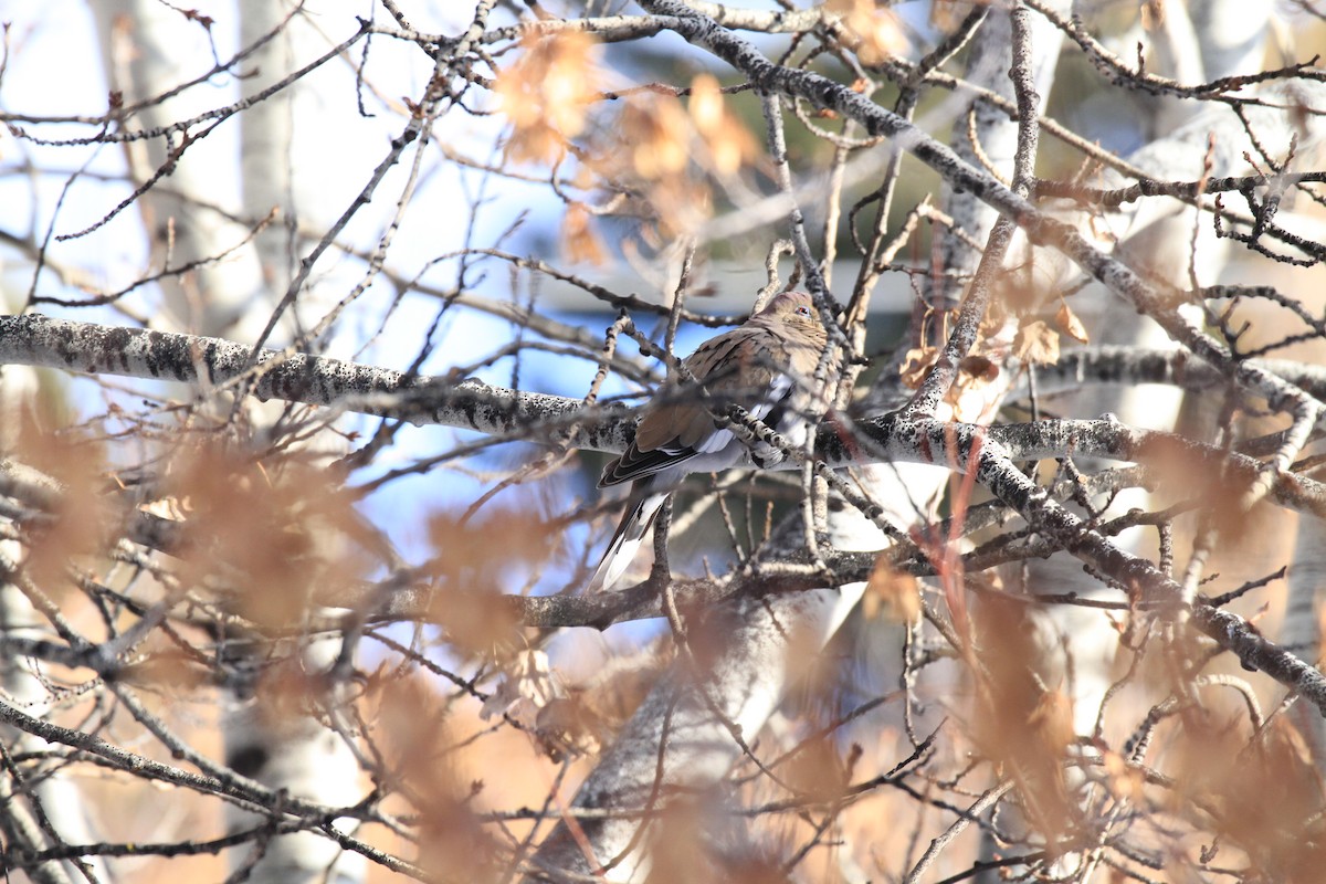 White-winged Dove - ML293879921