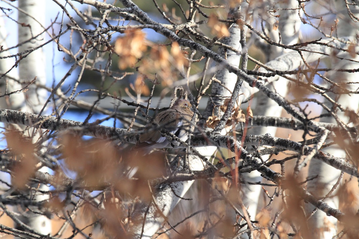 White-winged Dove - ML293879971