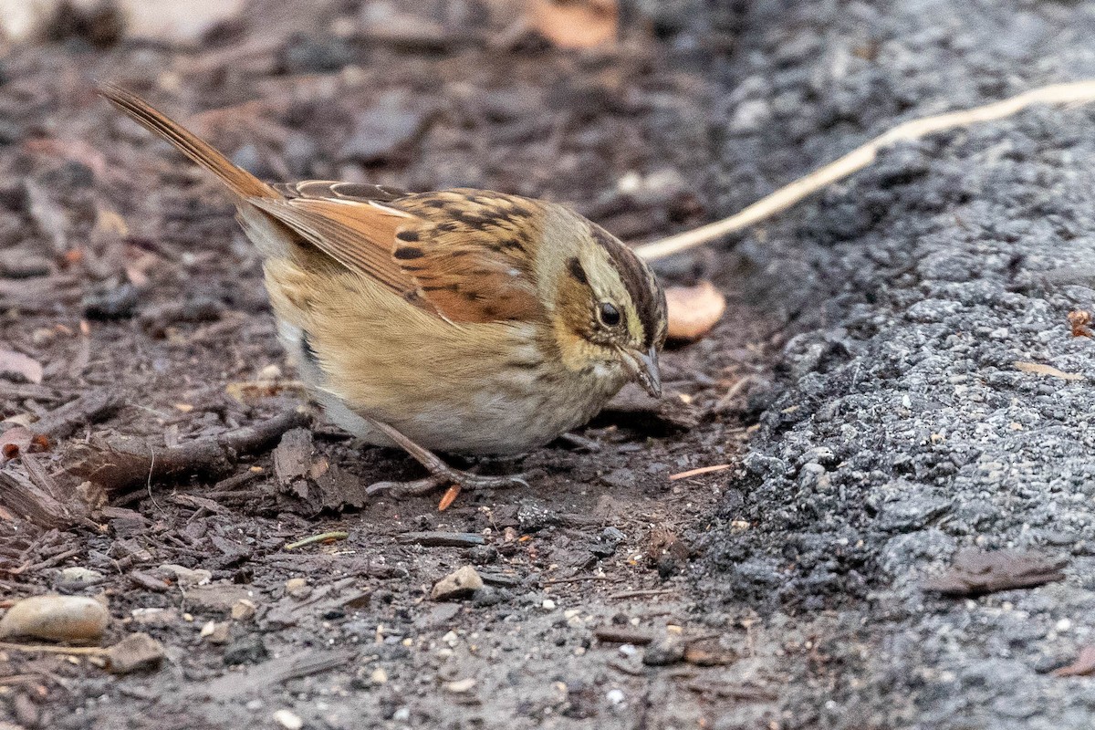 Swamp Sparrow - Bruce Miller