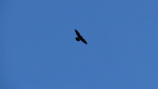 Common Raven - ML293880941