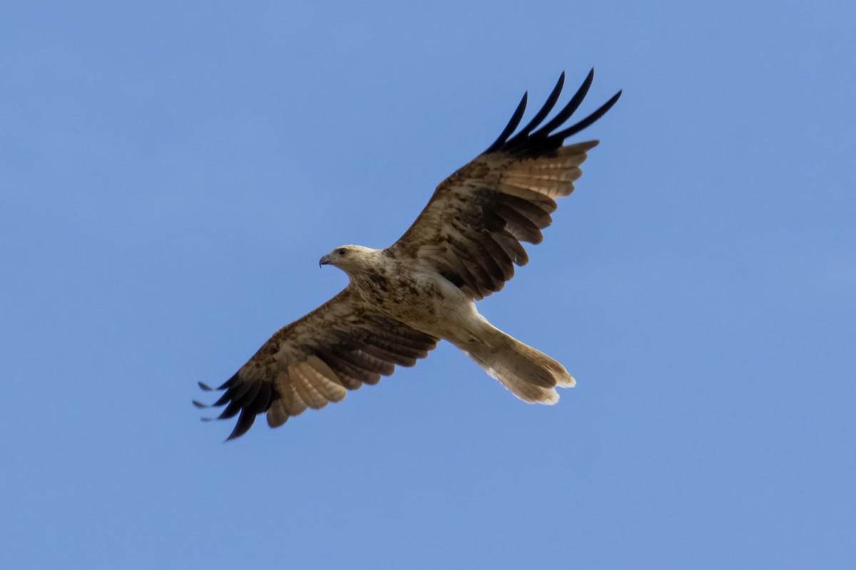 Whistling Kite - ML293883161