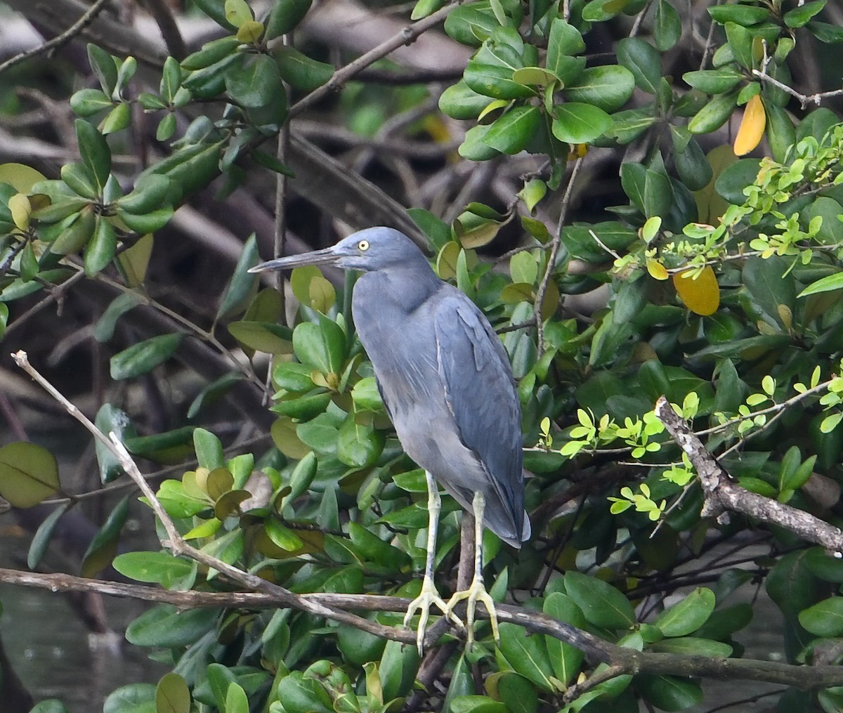 Чепура тихоокеанська - ML293883351